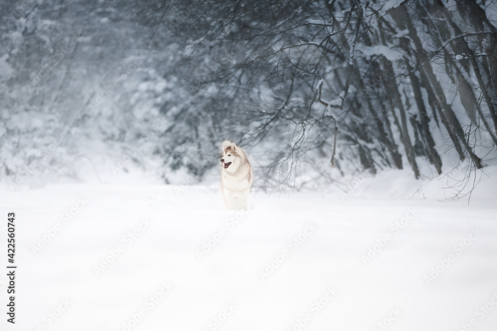 Portrait of siberian husky dog running in the snowy winter forest. Portrait of siberian husky dog running in the snowy winter forest.