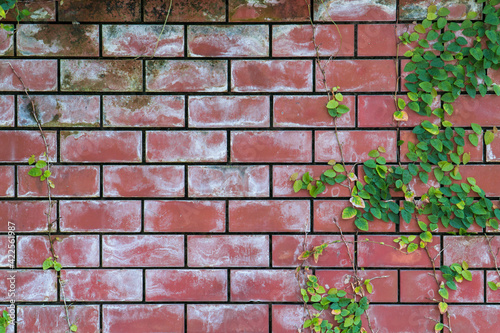 Old Texture brick wall, background, detailed pattern covered in ivy, copy space for text