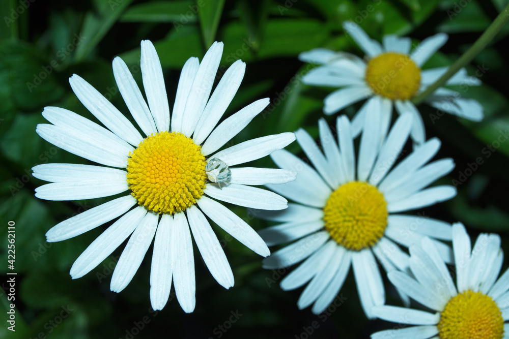 Obraz premium White flower and spider close up. Garden chamomile or Nivyanik or Ox-eye Daisy (Latin: Leucanthemum) and spider-crab Tomizus filled (Latin: Thomisus onustus).