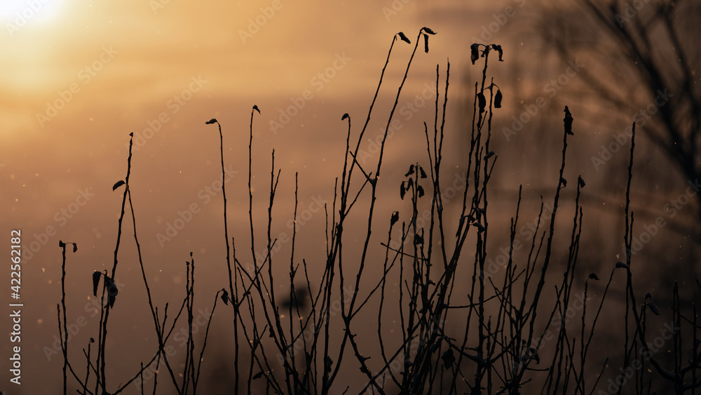 Obraz premium snowfall on a golden sunrise with grass in the foreground