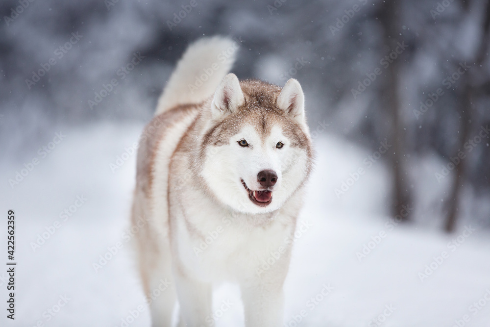 Close-up Portrait of happy siberian husky dog running in the snowy winter forest.