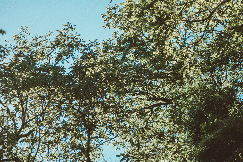 Obraz premium textura de arboles