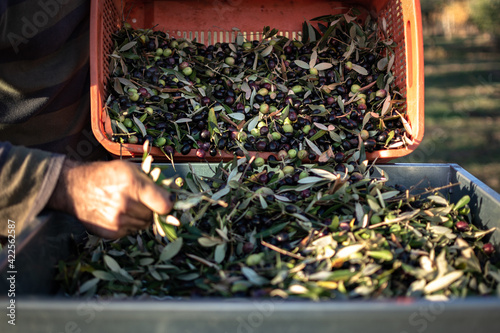 scena di lavoro durante la raccolta delle olive, cassetta piena di olive per fare olio extravergine di oliva che viene rovesciata per la pulizia photo