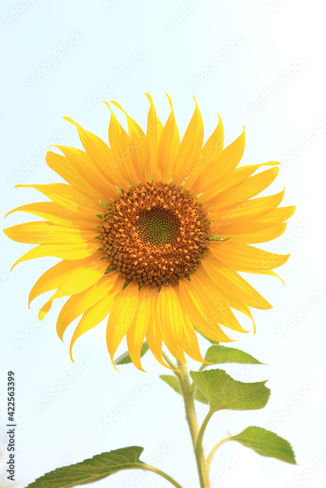 A single sunflower (disk flower, cut flower) against blue sky. A single sunflower (disk flower, cut flower) against blue sky.