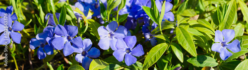Blue spring summer flowers and green leaves banner