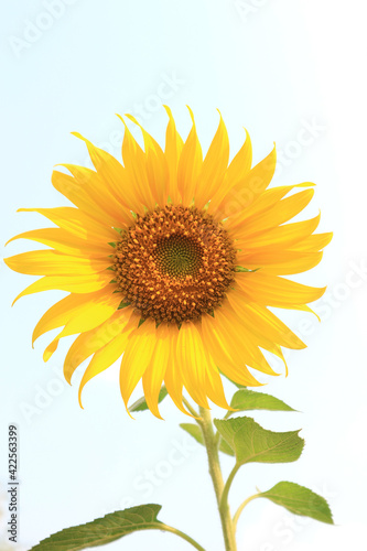 A single sunflower  disk flower  cut flower  against blue sky.