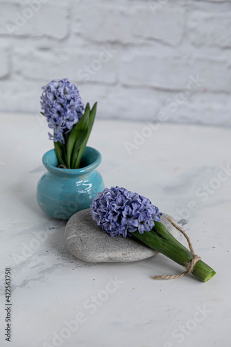 A bouquet of hyacinth on a river gray stone, on the background of a blue clay vase. White background
