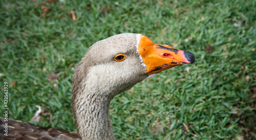 Capturando de cerca la cara del pato © FRANK ALVAREZ