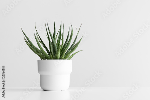 Succulent plant in a pot on the white table with blank copy space.