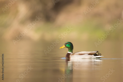 Mallard (Anas platyrhynchos) couple male and female ducks, wild duck male swimming in the river Drava in natural habitat, a common dabbling duck, Anseriformes, Anatidae