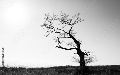 Silhouette of a single leafless gnarly tree in winter season, dark trunk and branches against sunny bright sky, black and white photography