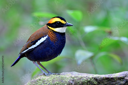 colorful bird with dark blue belly brown wing white stripe red marks and fire head perching on mossy rock in its habitat, malayan banded pitta photo