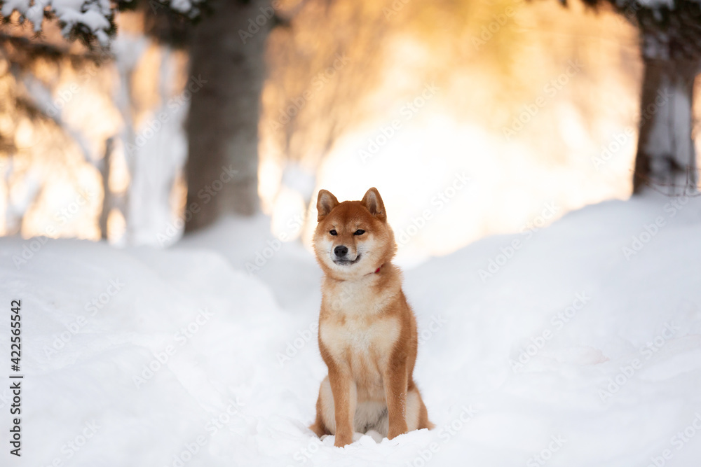 Cute and beautiful shiba inu puppy sitting in the forest in winter at sunset. young Japanese shiba inu female dog
