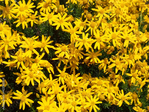 Yellow flowers in the sunshine © Allen Penton