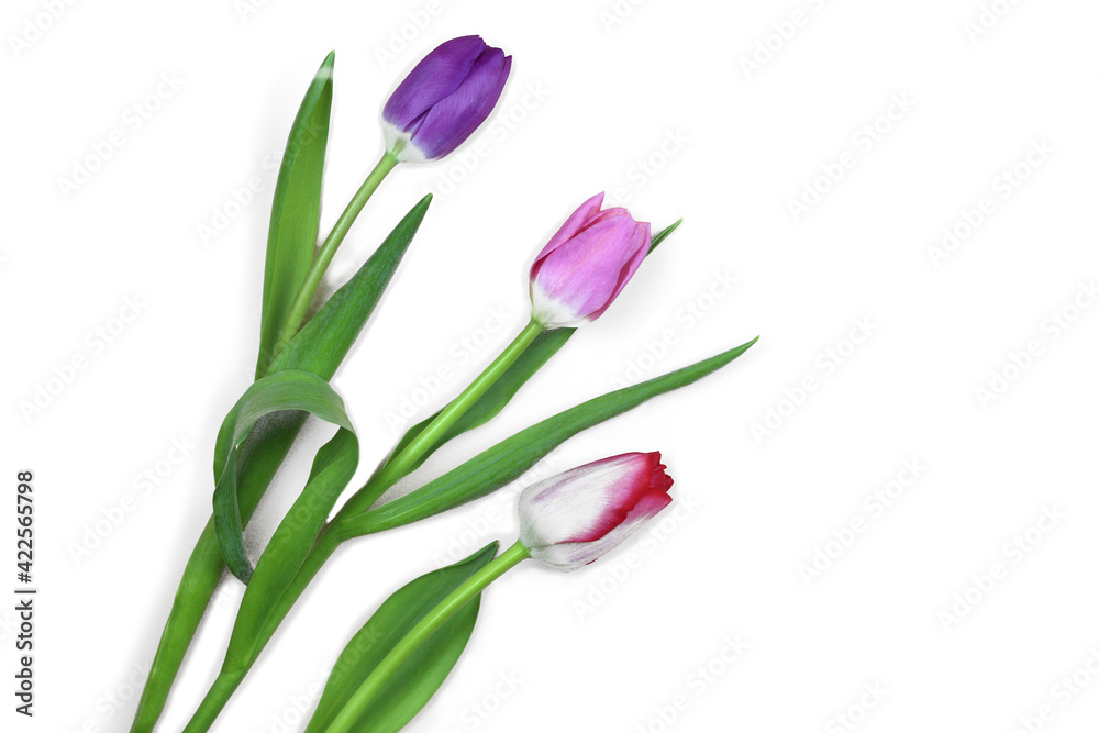 Bouquet of pink tulips on a white background. Spring easter composition Bouquet of pink tulips on a white background. Spring easter composition