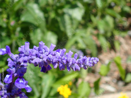 Blue flower in the sunshine