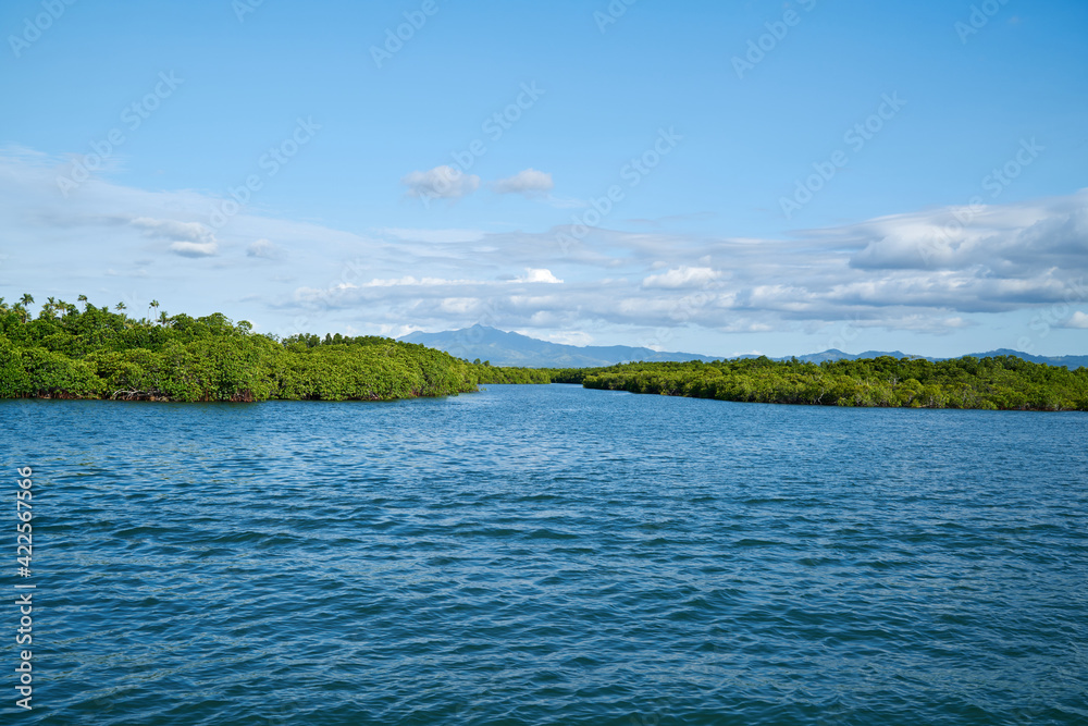 Floating mangrove forest on the sea, Fiji.