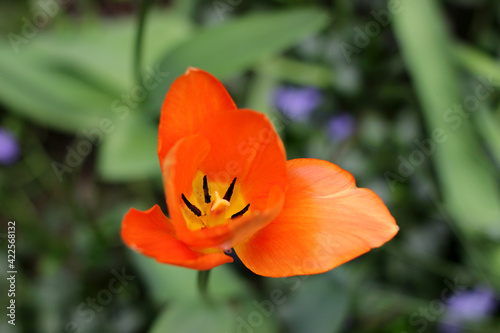 Blooming head of orange tulip