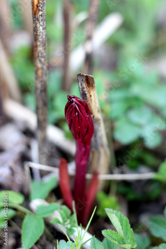 Isolated red blooming bourgeon