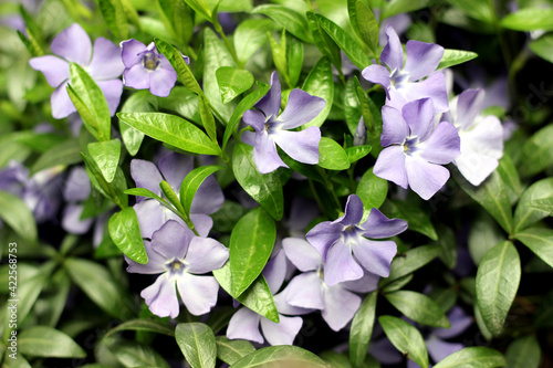 Cluster of violet blooming flowers