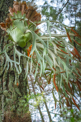 Staghorn Ferns or Elkhorn Ferns, Platycerium bifurcatum photo