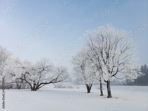 Hoar frost on trees set against blue prairie sky