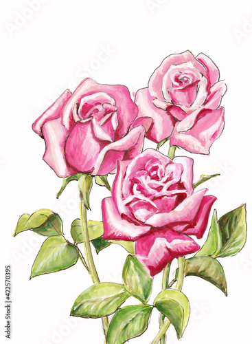 Watercolor illustration of pink buds and rose flowers isolated on white background