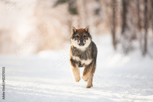 Profile Portrait of happy Shikoku puppy running in the forest in winter. Shikoku ken puppy. Kochi-ken dog © Anastasiia