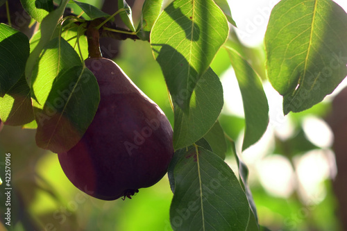 Red Williams Pear Tree.