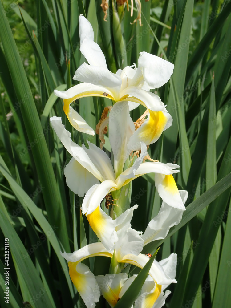 White and Yellow Iris in a garden White and Yellow Iris in a garden