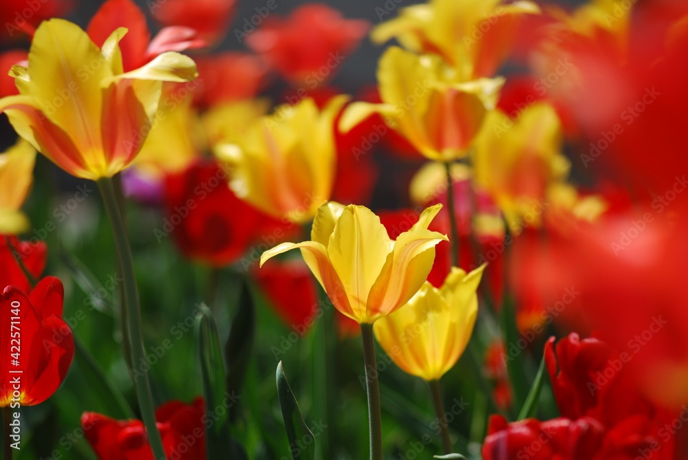 red yellow tulips red yellow tulips