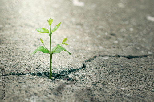 New Life concept with seedling growing sprout (tree).business development symbolic. weed growing through a crack in the pavement