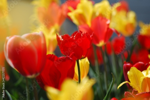 red and yellow tulips