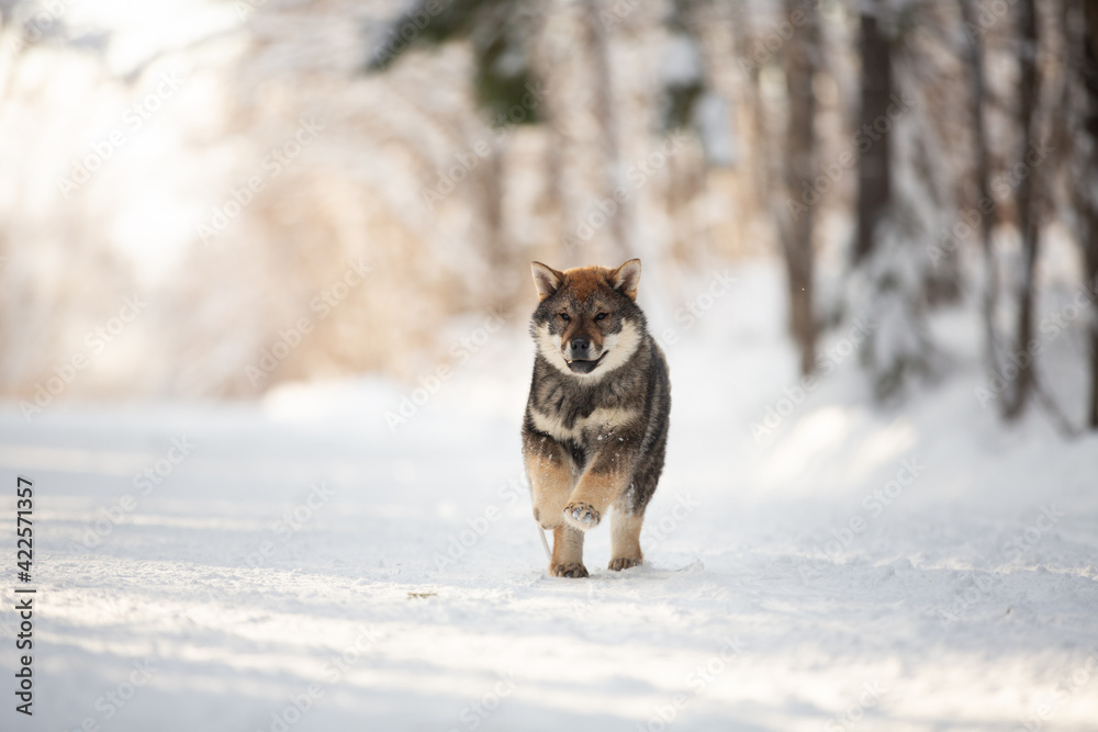 Profile Portrait of happy Shikoku puppy running in the forest in winter. Shikoku ken puppy. Kochi-ken dog