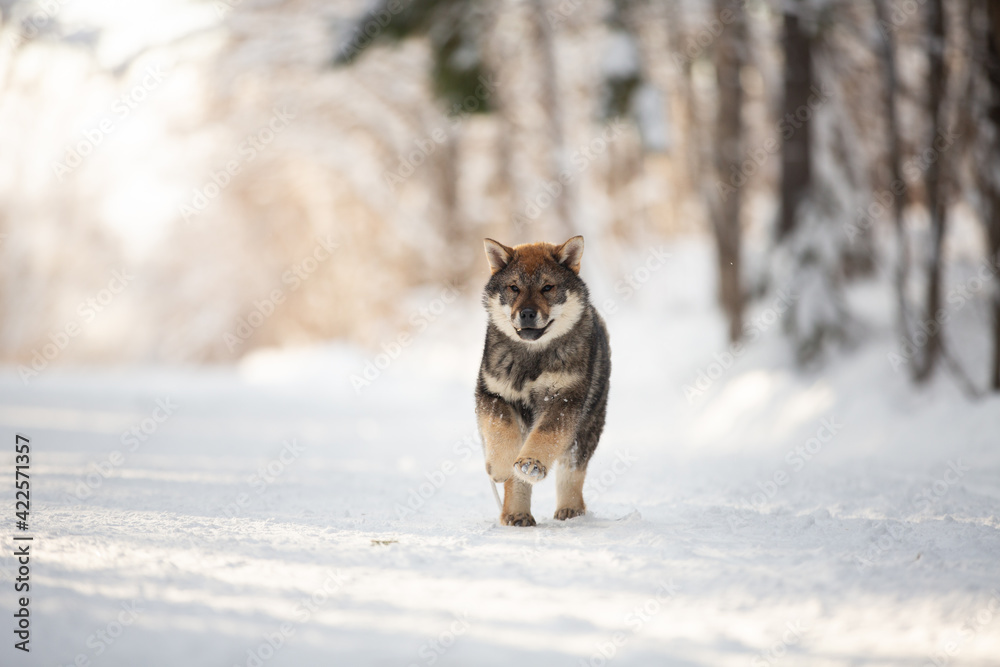 Profile Portrait of happy Shikoku puppy running in the forest in winter. Shikoku ken puppy. Kochi-ken dog Profile Portrait of happy Shikoku puppy running in the forest in winter. Shikoku ken puppy. Kochi-ken dog