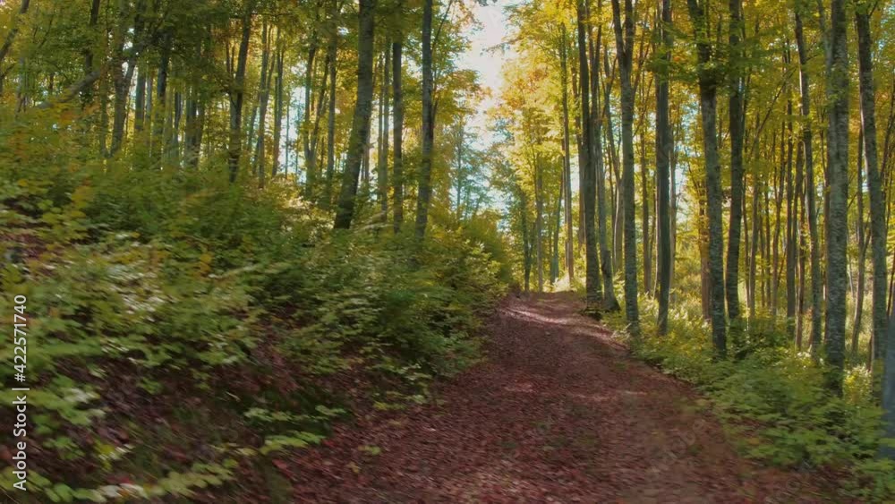 Tracking shot of an adult man riding MTB mountain bike on a forest path, during fall Tracking shot of an adult man riding MTB mountain bike on a forest path, during fall