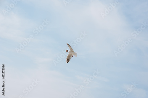A beautiful  large white sea gull flies against the blue sky  soaring above the clouds  spreading its wings on a sunny spring day with food in its beak