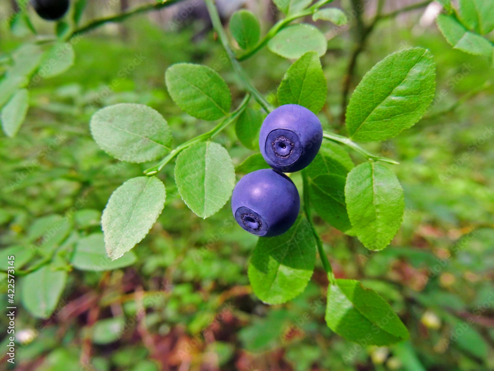 two ripe blueberries on a bush two ripe blueberries on a bush