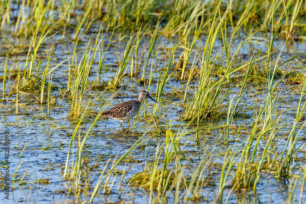 Wood Sandpiper in a wetland with grass straw Wood Sandpiper in a wetland with grass straw