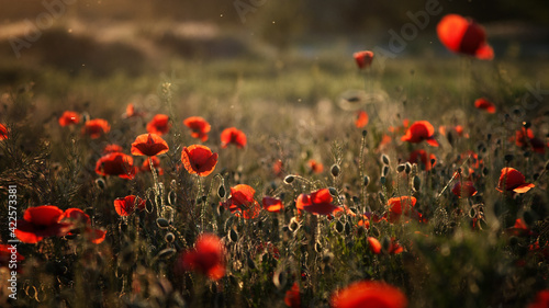 field of poppies © Александр Кобзарь
