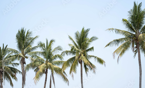 Coconut trees grow in the fields