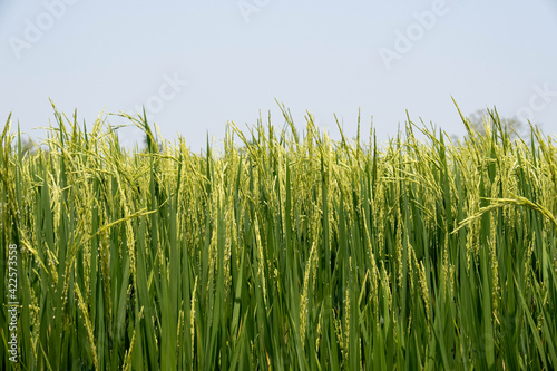 The ears of rice were upright with the wind in the summer.