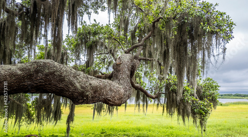 Live Oak tree branch with Spanish Moss with yellow green spring field in background at Myakka River State Park in Saraosta Florida USA photo