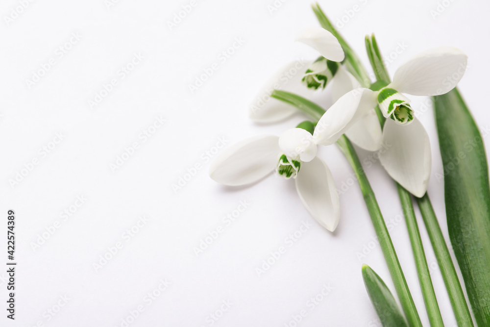 Beautiful snowdrops on white background, closeup view Beautiful snowdrops on white background, closeup view