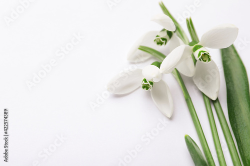 Beautiful snowdrops on white background, closeup view