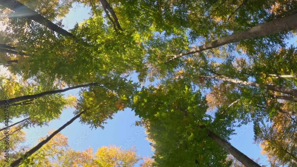 Tracking Shot Wild Forest Looking Up In The Sky Wide Angle Perspective, Trees View From Below Tracking Shot Wild Forest Looking Up In The Sky Wide Angle Perspective, Trees View From Below