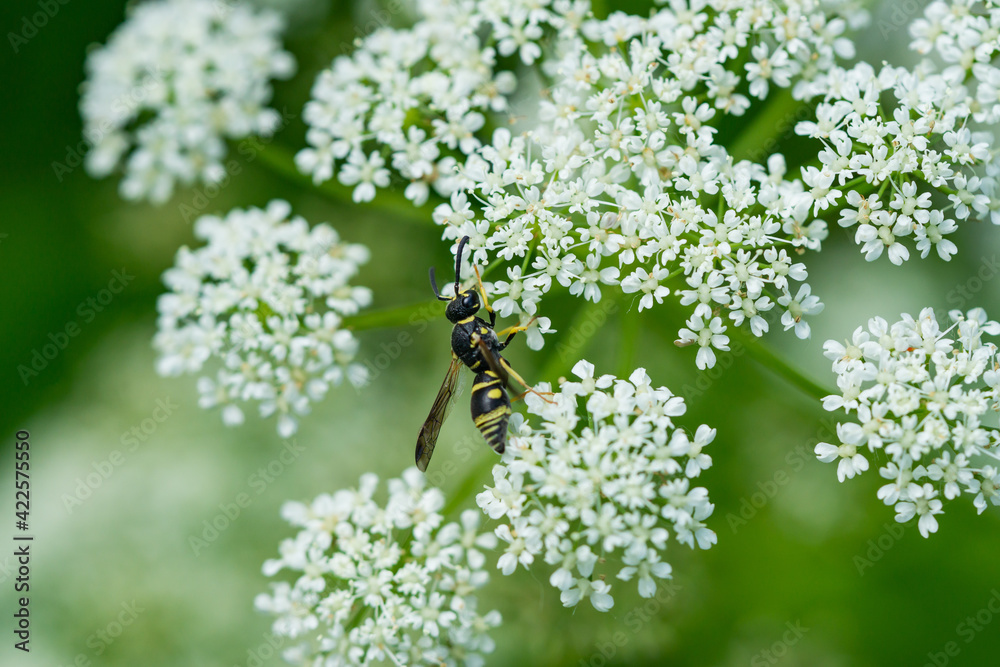 Potter Wasp on Ground Elder Flowers Potter Wasp on Ground Elder Flowers