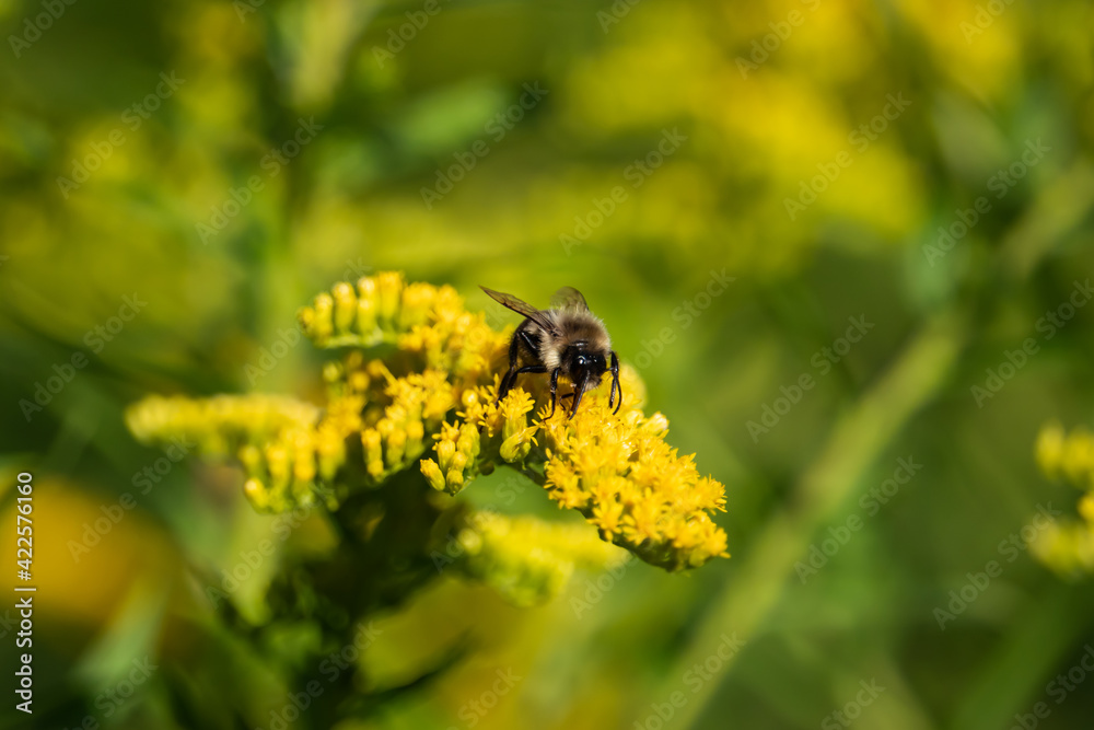 Bumblebee on Goldenrod Flowers in Summer Bumblebee on Goldenrod Flowers in Summer