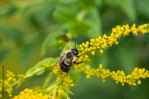 Bumblebee on Goldenrod Flowers in Summer