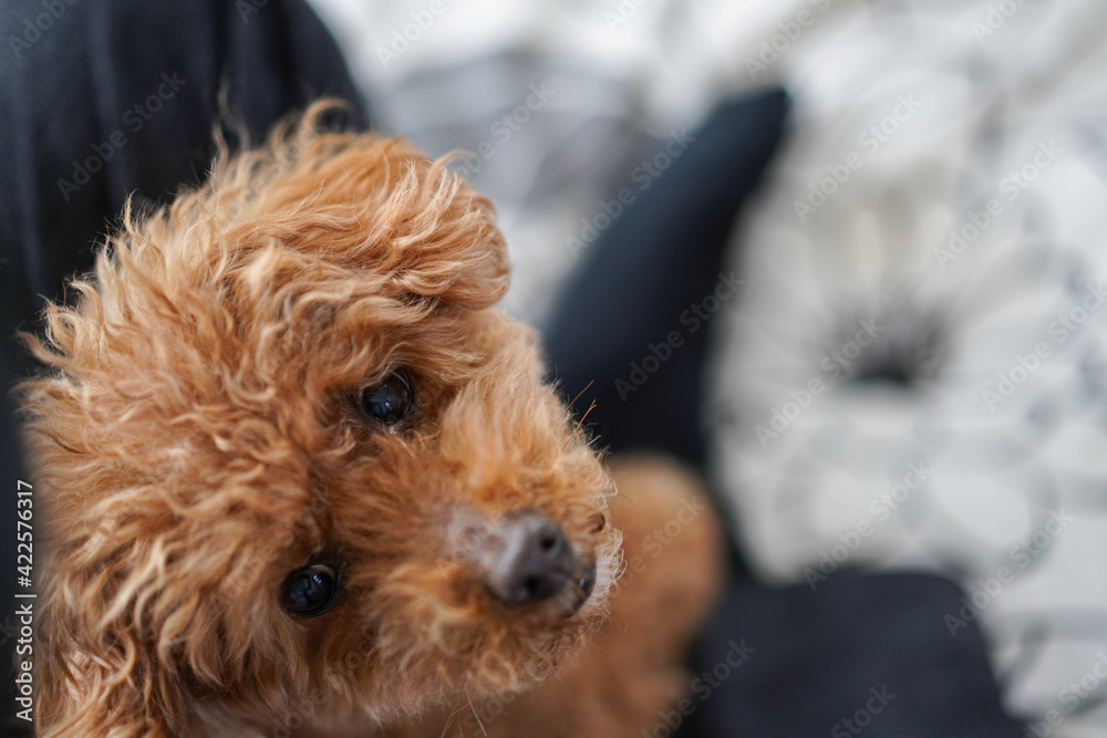 上を見上げる飼い主の膝の上に座った赤ちゃんトイプードル Stock Foto Adobe Stock